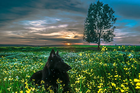 adult black Belgian tervuren on white petaled flower field during sunset close-up photo thumbnail