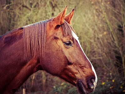 macro shot photography of brown horse thumbnail