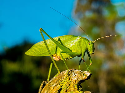green katydid in selective focus photography thumbnail
