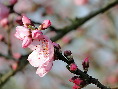 Almond Blossom, Frühlingsanfang thumbnail