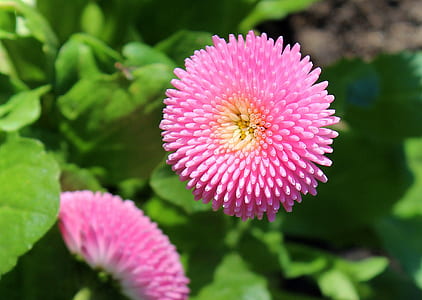 selective focus photo of pink bellis at daytime thumbnail