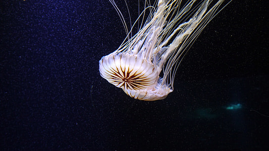 white and brown jellyfish thumbnail