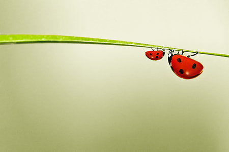selective focus photography of two ladybugs thumbnail