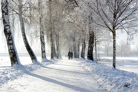 two person walking between black bare tree's  during winter thumbnail