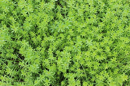green plants thumbnail
