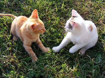 closeup photo of two orange and white kittens thumbnail