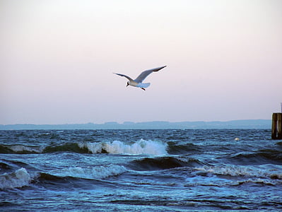 white bird under white sky during daytime thumbnail
