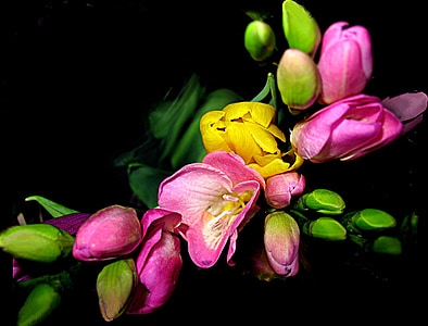 pink and yellow flowers in close-up photography thumbnail