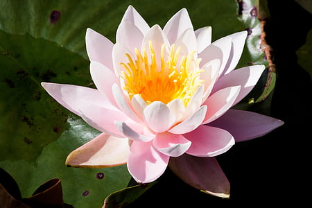 pink waterlily flower floating on body of water thumbnail