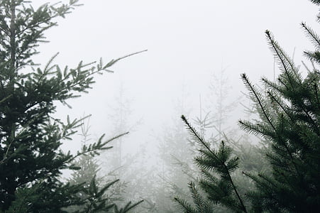 green trees surrounded by fog thumbnail