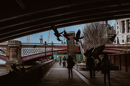 silhouette of flying birds and people walking along bridge thumbnail