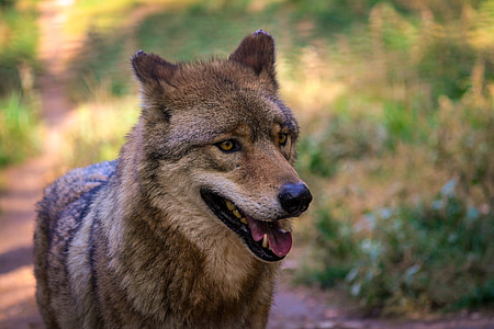 wildlife photography of wolf thumbnail