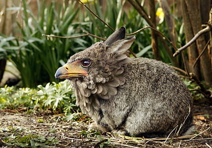 close-up photo of eagle headed rabbit thumbnail
