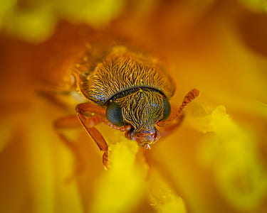 macro shot photography of insect thumbnail
