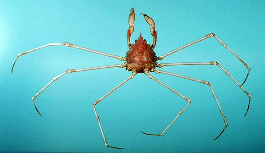 Dartnose pear crab -- Pyromaia cuspidata thumbnail