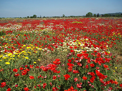 red and yellow petaled flower lot during daytime thumbnail