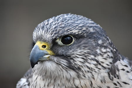 close-up photography of gray bird thumbnail