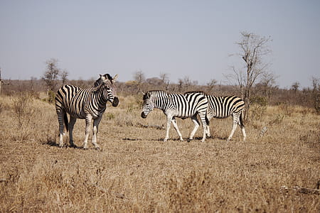 three zebras on grass field thumbnail