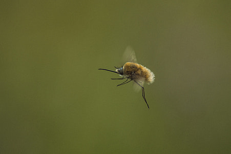 tanning photography of flying bee thumbnail