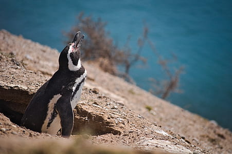 penguin on seashore looking above thumbnail