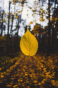 yellow leaf thumbnail