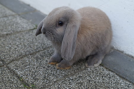 gray rabbit thumbnail