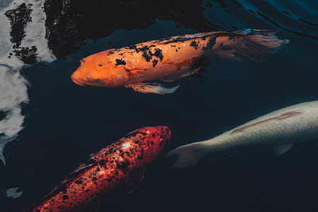 three koi fish thumbnail