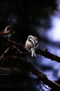 brown bird on focus photo thumbnail