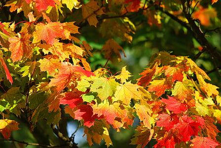yellow and red Maple tree thumbnail