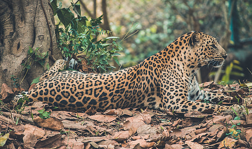 leopard lying on brown leaved near trees at daytime thumbnail