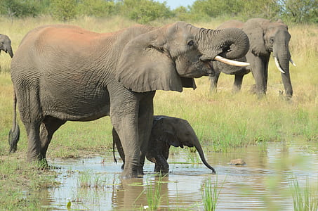 elephants on body of water thumbnail