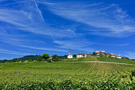 farm near houses thumbnail