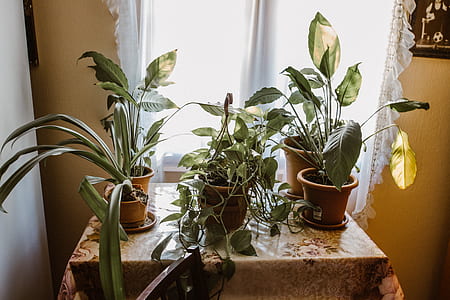 brown potted green leaf plants on table thumbnail