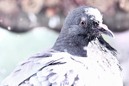 white and black bird thumbnail