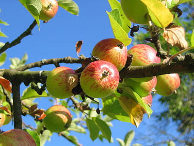 green and red fruit on tree taken during daytime under bluesky thumbnail