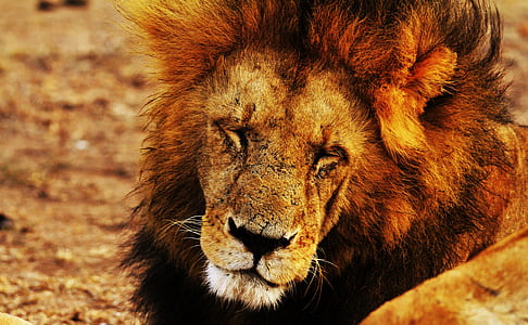 brown lion lying on ground thumbnail