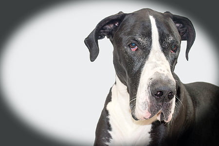 adult black great Dane thumbnail