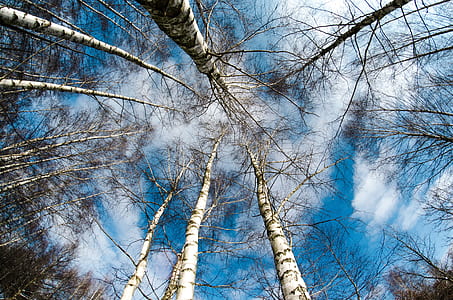bare tree during day thumbnail
