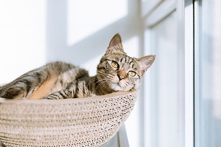 shallow focus photography of silver tabby cat on brown bowl thumbnail