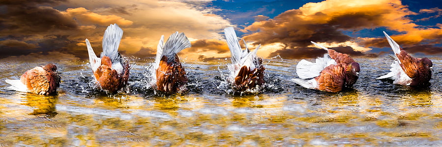flock of brown and white birds thumbnail