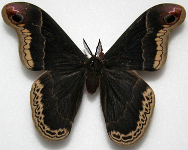 Male Promethea Silkmoth - Callosamia promethea thumbnail