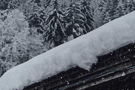 snow coated pine trees thumbnail