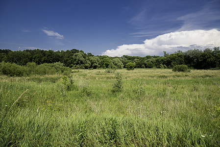 Grassland under blue skies landscape thumbnail
