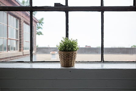 green plant in brown wicker basket beside clear glass window thumbnail