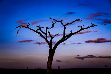 gray tree during sunset thumbnail