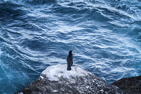 aerial view photography of cormorant on rock near ocean thumbnail