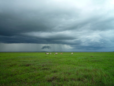 green grass thumbnail