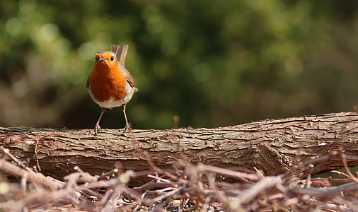 closeup photo of brown and black bird thumbnail