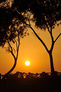 sun between trees thumbnail
