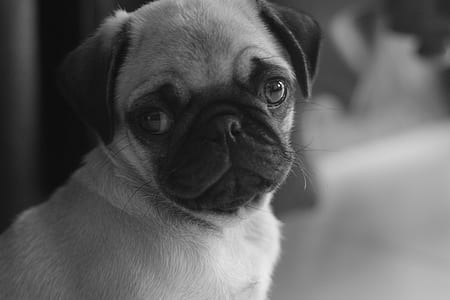 grayscale photography of fawn pug thumbnail
